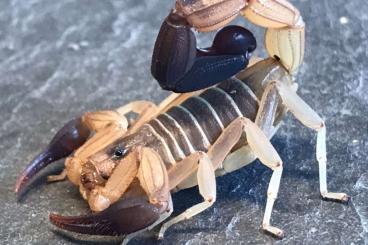 Spinnen und Skorpione kaufen und verkaufen Foto: Heteroctenus princeps - Dominican Republic Spinnen und Skorpione kaufen und verkaufen Foto: Heteroctenus princeps - Dominican Republic
