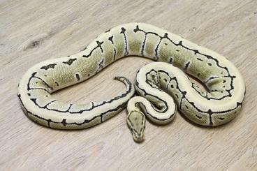 Ball Pythons kaufen und verkaufen Photo: Königspythons abzugeben (Hypo Pied, Freeway, DG het. Clown) Ball Pythons kaufen und verkaufen Photo: Königspythons abzugeben (Hypo Pied, Freeway, DG het. Clown)