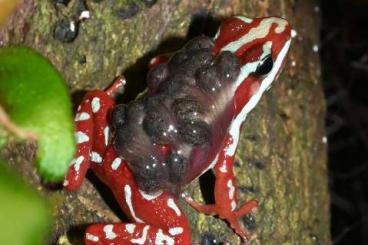 Frösche  kaufen und verkaufen Foto: Biete Frösche Epipedobates, Ranitomeya, Dendrobates, Eleutherodactylus