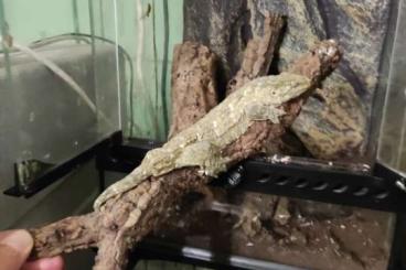 Geckos kaufen und verkaufen Foto: rhacodactylus leachianus 