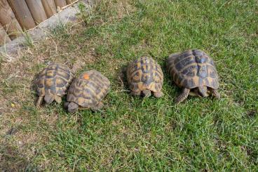 Schildkröten  kaufen und verkaufen Foto: 1,3 THH umständehalber abzugeben