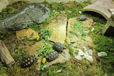 Tortoises kaufen und verkaufen Photo: Abzugeben: Chelonoides carbonaria / Köhlerschildkröten