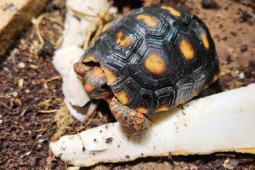 Tortoises kaufen und verkaufen Photo: Abzugeben: Chelonoides carbonaria / Köhlerschildkröten Tortoises kaufen und verkaufen Photo: Abzugeben: Chelonoides carbonaria / Köhlerschildkröten