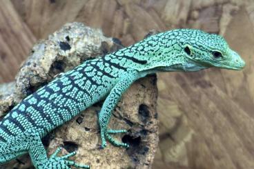 Lizards kaufen und verkaufen Photo: Varanus prasinus „merauke“ CBB 24