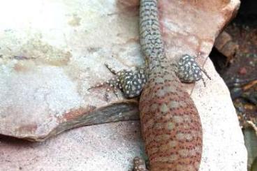 Monitor lizards kaufen und verkaufen Photo: Varanus pilbarensis 1.0 CBB 2022
