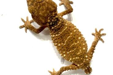 Geckos kaufen und verkaufen Photo: Nephrurus amyae 2.4 CBB 2021-2023