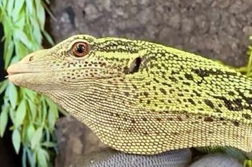 Monitor lizards kaufen und verkaufen Photo: Varanus prasinus ‚merauke‘ & Varanus reisingeri