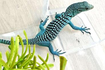 Monitor lizards kaufen und verkaufen Photo: Varanus prasinus ‚merauke‘ 