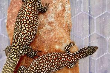 Monitor lizards kaufen und verkaufen Photo: Red Ackies Varanus acanthurus 3.3 Monitor lizards kaufen und verkaufen Photo: Red Ackies Varanus acanthurus 3.3
