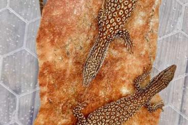 Warane kaufen und verkaufen Foto: 1.1 Red Ackies Varanus acanthurus CBB 2024 Warane kaufen und verkaufen Foto: 1.1 Red Ackies Varanus acanthurus CBB 2024