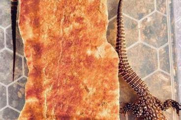 Lizards kaufen und verkaufen Photo: Red Ackies Varanus acanthurus 1.1 Lizards kaufen und verkaufen Photo: Red Ackies Varanus acanthurus 1.1
