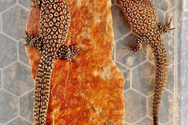 Echsen kaufen und verkaufen Foto: Red Ackies Varanus acanthurus 2.2 Echsen kaufen und verkaufen Foto: Red Ackies Varanus acanthurus 2.2