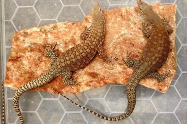 Warane kaufen und verkaufen Foto: Varanus pilbarensis 1.1 CBB 2022 Warane kaufen und verkaufen Foto: Varanus pilbarensis 1.1 CBB 2022