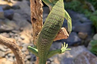 Warane kaufen und verkaufen Foto: 0.1 Varanus prasinus CBB 2023 Warane kaufen und verkaufen Foto: 0.1 Varanus prasinus CBB 2023