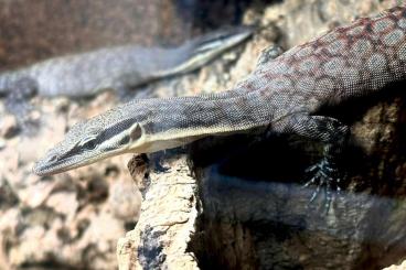 Monitor lizards kaufen und verkaufen Photo: 1.1 Varanus glauerti CBB 2023 / 2021 Monitor lizards kaufen und verkaufen Photo: 1.1 Varanus glauerti CBB 2023 / 2021