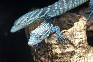Lizards kaufen und verkaufen Photo: Varanus macraei 0.0.5 CBB 5/25 Lizards kaufen und verkaufen Photo: Varanus macraei 0.0.5 CBB 5/25