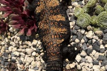 Echsen kaufen und verkaufen Foto: Uromastyx flavifasciata 1.1 Breeder Echsen kaufen und verkaufen Foto: Uromastyx flavifasciata 1.1 Breeder