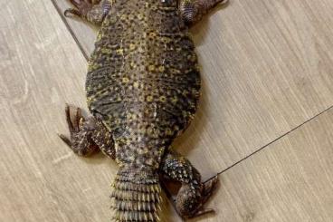 Echsen kaufen und verkaufen Foto: Uromastyx geyri 0.1 Yellow Echsen kaufen und verkaufen Foto: Uromastyx geyri 0.1 Yellow
