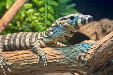 Warane kaufen und verkaufen Foto: Varanus varius 0.0.2. CBB 2/25 Warane kaufen und verkaufen Foto: Varanus varius 0.0.2. CBB 2/25