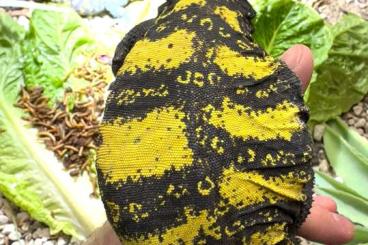 Lizards kaufen und verkaufen Photo: Uromastyx dispar flavifasciata 0.0.X CBB 6/25 Lizards kaufen und verkaufen Photo: Uromastyx dispar flavifasciata 0.0.X CBB 6/25