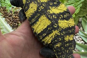 Lizards kaufen und verkaufen Photo: Uromastyx geyri „red“ & dispar flavifasciata „yellow“ Lizards kaufen und verkaufen Photo: Uromastyx geyri „red“ & dispar flavifasciata „yellow“