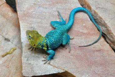 Echsen kaufen und verkaufen Foto: 1.0 Crotaphytus collaris baileyi „auriceps“ Echsen kaufen und verkaufen Foto: 1.0 Crotaphytus collaris baileyi „auriceps“