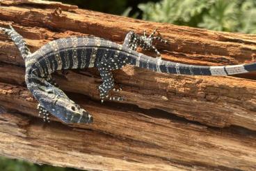 Lizards kaufen und verkaufen Photo: Varanus varius, Varanus prasinus „merauke“ , Uromastyx geyri 