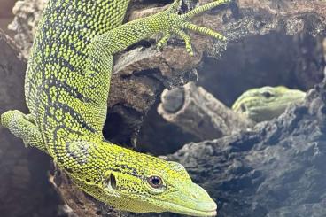 Monitor lizards kaufen und verkaufen Photo: 1.1 Varanus reisingeri CBB 2023 & 2017