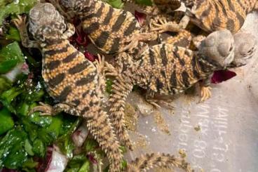 Lizards kaufen und verkaufen Photo: Uromastyx geyri „red/orange“ 0.0.5 CBB 6/25