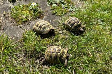 Landschildkröten kaufen und verkaufen Foto: Griechische Landschildkröten Schlupf 2022