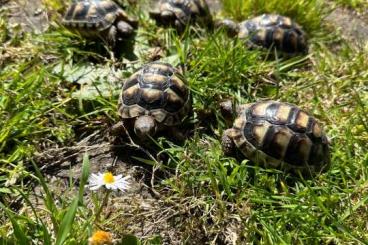 Landschildkröten kaufen und verkaufen Foto: Breitrandschildkröten Schlupf 2022