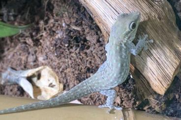 Geckos kaufen und verkaufen Foto: Phelsuma breviceps Kurzkopf- Taggecko