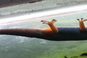 Geckos kaufen und verkaufen Photo: Lygodactylus williamsi Mänchen