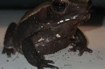 frogs kaufen und verkaufen Photo: 0,0,4 Tropfenkröten - Rhaebo ( Bufo ) guttatus