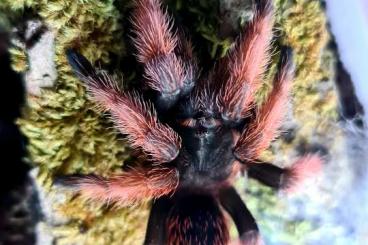 Spinnen und Skorpione kaufen und verkaufen Foto: Brachypelma + Xenesthis + Grammostola + Phormictopus