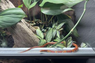 Schlangen kaufen und verkaufen Foto: Oreocryptophis p. laticinctus Paar Schlangen kaufen und verkaufen Foto: Oreocryptophis p. laticinctus Paar