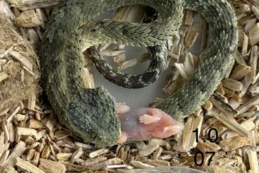 Giftschlangen kaufen und verkaufen Photo: Atheris squamigera Hamm September Giftschlangen kaufen und verkaufen Photo: Atheris squamigera Hamm September