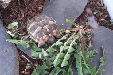 Landschildkröten kaufen und verkaufen Foto: Griechische Landschildkröten