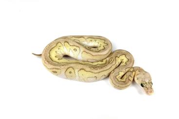 Schlangen kaufen und verkaufen Foto: Ball pythons CB 2022, (sub)adults and Colubrids 
