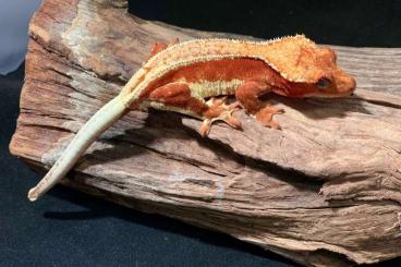 Geckos kaufen und verkaufen Photo: Correlophus ciliatus - Lilly White