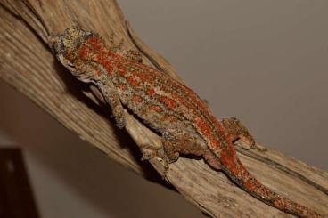 Geckos kaufen und verkaufen Foto: Rhacodactylus auriculatus