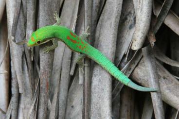 Geckos kaufen und verkaufen Foto: Diverse Phelsumen, Übergabe in Hamm möglich