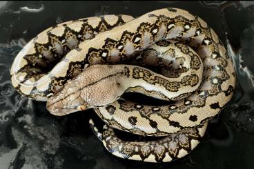 Pythons kaufen und verkaufen Foto: Python reticulatus, Reticulated Python, Netzpython 