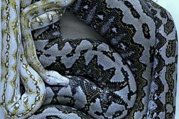 Snakes kaufen und verkaufen Photo: Python reticulatus, Reticulated Python, Netzpython Snakes kaufen und verkaufen Photo: Python reticulatus, Reticulated Python, Netzpython