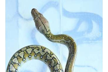 Schlangen kaufen und verkaufen Foto: Python reticulatus, Reticulated Python, Netzpython Schlangen kaufen und verkaufen Foto: Python reticulatus, Reticulated Python, Netzpython