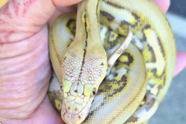 Schlangen kaufen und verkaufen Foto: Python reticulatus, Reticulated Python, Netzpython Schlangen kaufen und verkaufen Foto: Python reticulatus, Reticulated Python, Netzpython