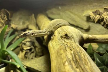 Lizards kaufen und verkaufen Photo: Varanus gilleni 1,0 Nachzucht 