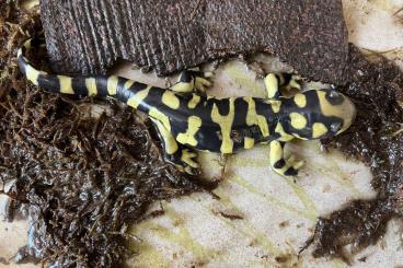 Salamander kaufen und verkaufen Foto: Suche Ambystoma tigrinum Tigersalamander