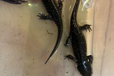 Salamander kaufen und verkaufen Foto: Tigersalamander Nachzuchten