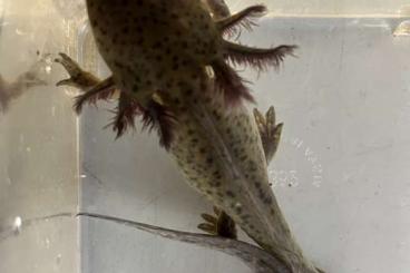 Salamander kaufen und verkaufen Foto: Neotene Tigersalamanderlarven